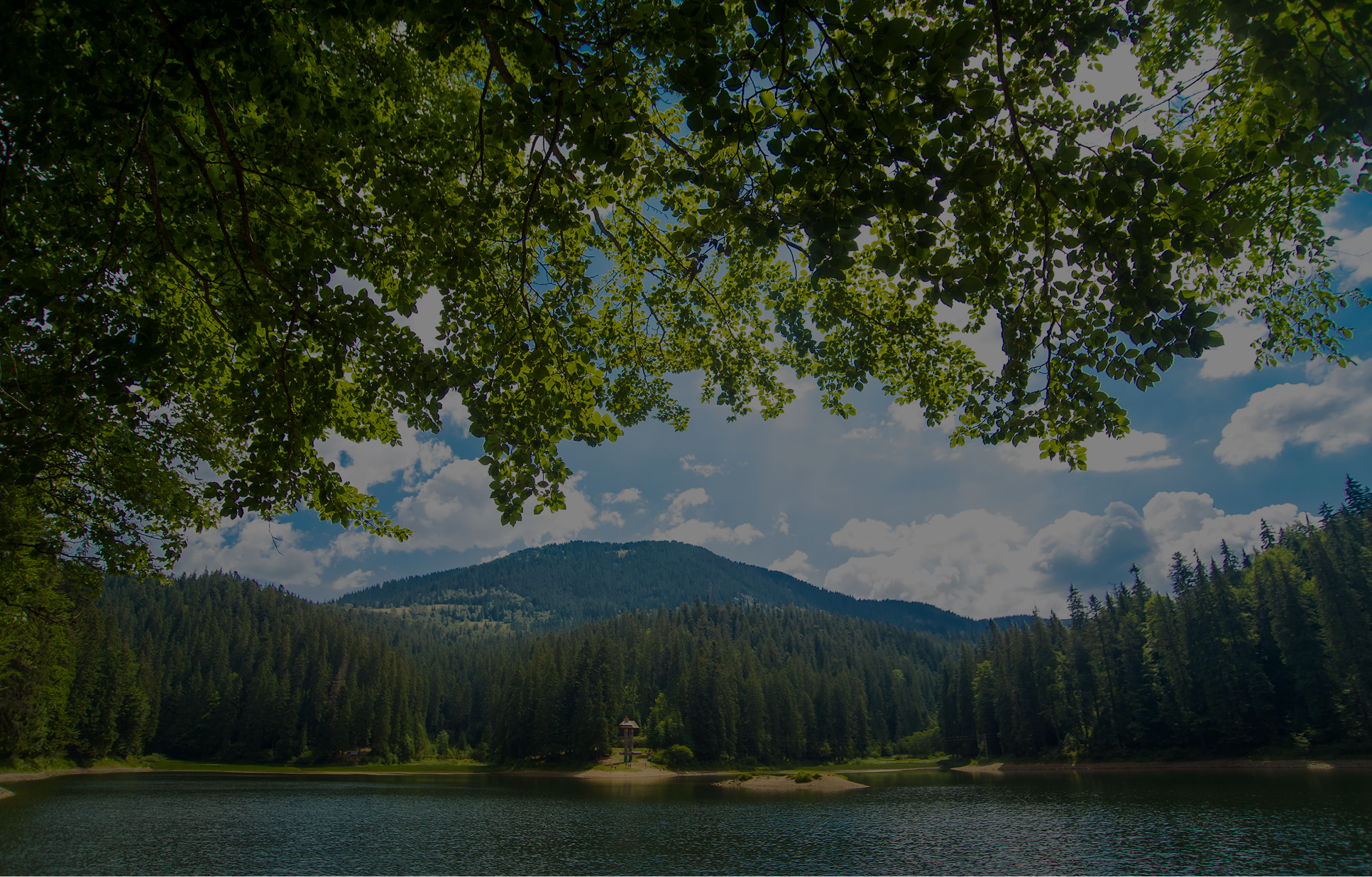 Forest lake background